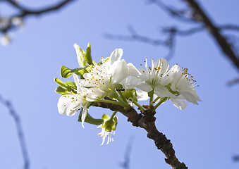 Image showing Flowers