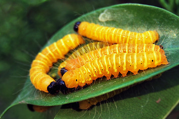 Image showing Caterpillar