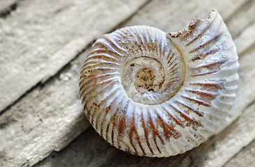 Image showing shell on wood