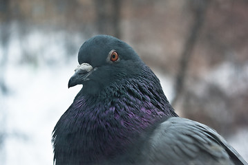 Image showing pigeon head