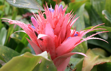 Image showing Cactus with flower