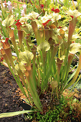 Image showing Calla flowers