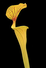 Image showing Calla flower