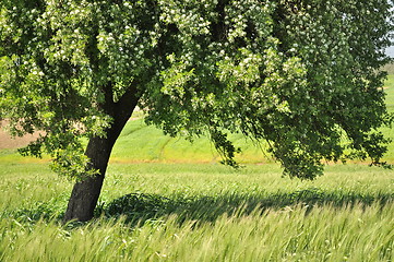 Image showing lonely tree and field 