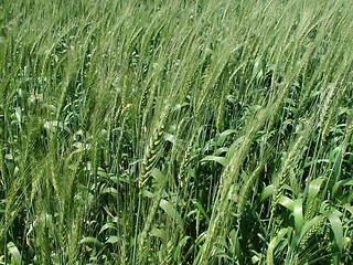 Image showing wheat field 