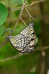 Image showing Butterfly