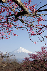 Image showing Plum Blossoms III