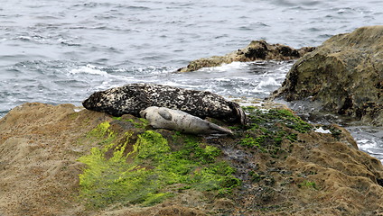 Image showing Seal