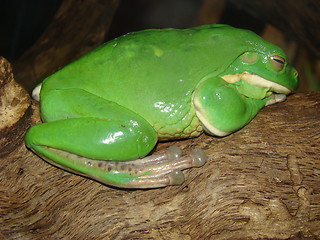 Image showing Frog