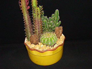 Image showing Cactus plant.