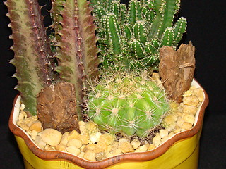 Image showing Cactus plant.