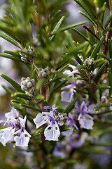 Image showing rosemary