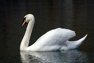 Image showing swan