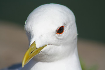 Image showing portrait of a seagull