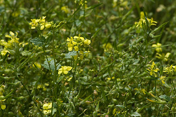 Image showing mustard white