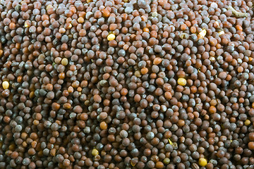 Image showing mustard seeds