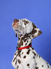 Image showing Dalmation