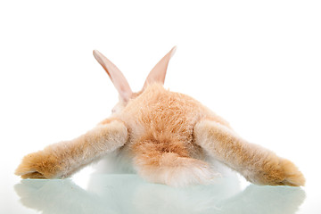 Image showing beautiful bunny lying seen from back