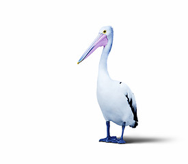 Image showing pelican