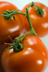 Image showing bush tomatoes