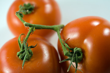 Image showing bush tomatoes