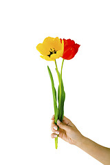 Image showing Red and yellow tulips