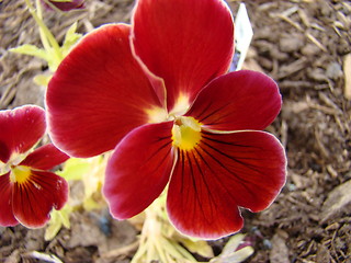 Image showing Time for flowers.