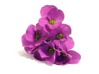 Image showing flower