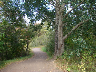 Image showing Nature of the forest.