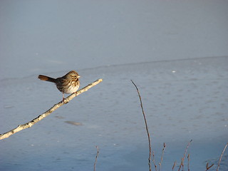 Image showing Winter bird