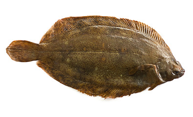 Image showing Torbay sole