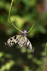 Image showing Butterfly