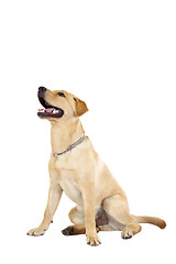 Image showing panting labrador