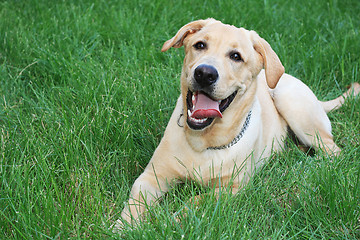 Image showing Golden retriever on grass