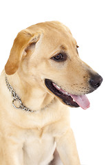 Image showing Face of a labrador