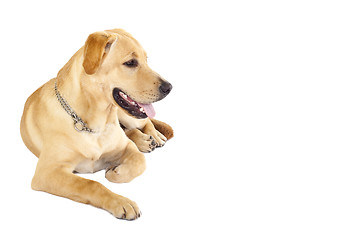 Image showing golden retriever dog