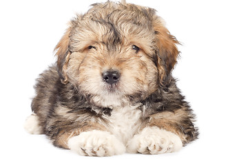 Image showing cute small puppy