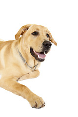 Image showing Labrador