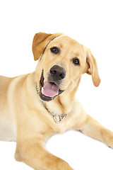 Image showing   Puppy Labrador