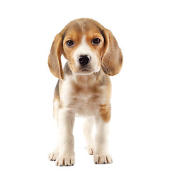 Image showing Beagle puppy