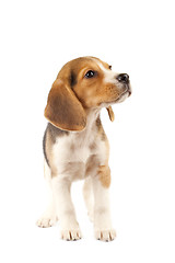 Image showing small Beagle puppy