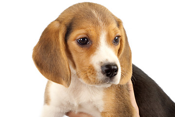 Image showing closeup of a little beagle