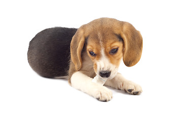 Image showing  beagle pup chewing