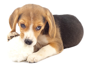 Image showing pup chewing on it's fur ball