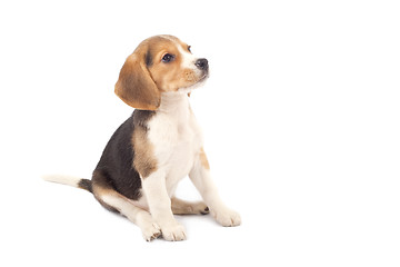 Image showing Beagle puppy sitting