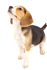 Image showing  beagle looking at something