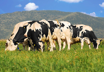 Image showing holstein cows on grass field