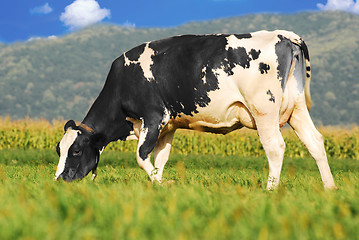 Image showing brown cow grazing