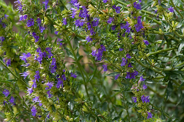 Image showing Hyssop