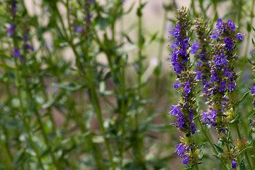 Image showing Hyssop